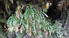 Notogrammitis billardierei