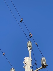 Haemorhous mexicanus