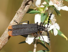 Pseudolycus haemorrhoidalis