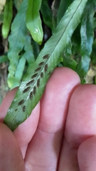 Notogrammitis billardierei