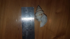Austrofusus glans