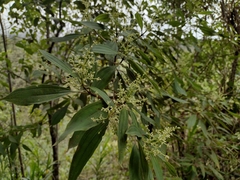 Miconia theizans