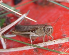 Amblytropidia