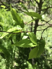 Carpinus caroliniana