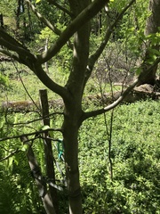 Carpinus caroliniana