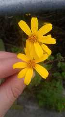 Tagetes zypaquirensis