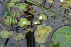 Nymphoides cristata