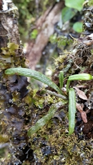 Notogrammitis angustifolia