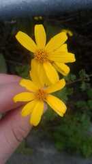 Tagetes zypaquirensis