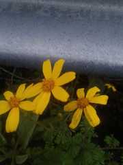 Tagetes zypaquirensis