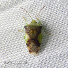 Elasmostethus nubilus