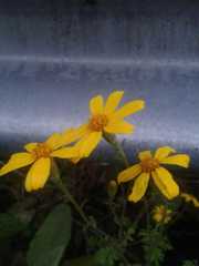 Tagetes zypaquirensis