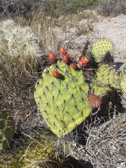 Opuntia stenopetala