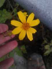 Tagetes zypaquirensis