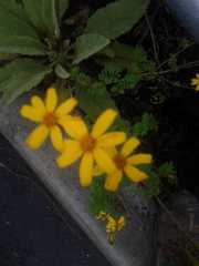 Tagetes zypaquirensis