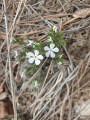 Phlox hoodii