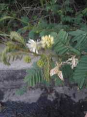 Mimosa quitensis