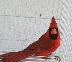 Cardinalis