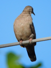 Columbina talpacoti