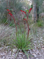 Anigozanthos manglesii