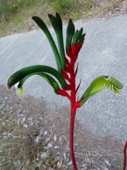 Anigozanthos manglesii