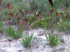 Anigozanthos manglesii
