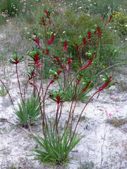 Anigozanthos manglesii