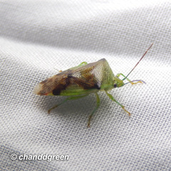 Elasmostethus nubilus