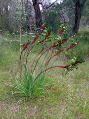 Anigozanthos manglesii