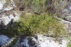 Aspalathus retroflexa retroflexa