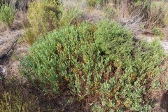 Rafnia capensis capensis