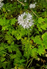 Hydrophyllum brownei