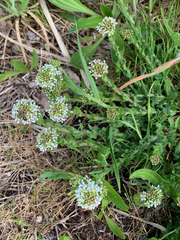 Lepidium heterophyllum