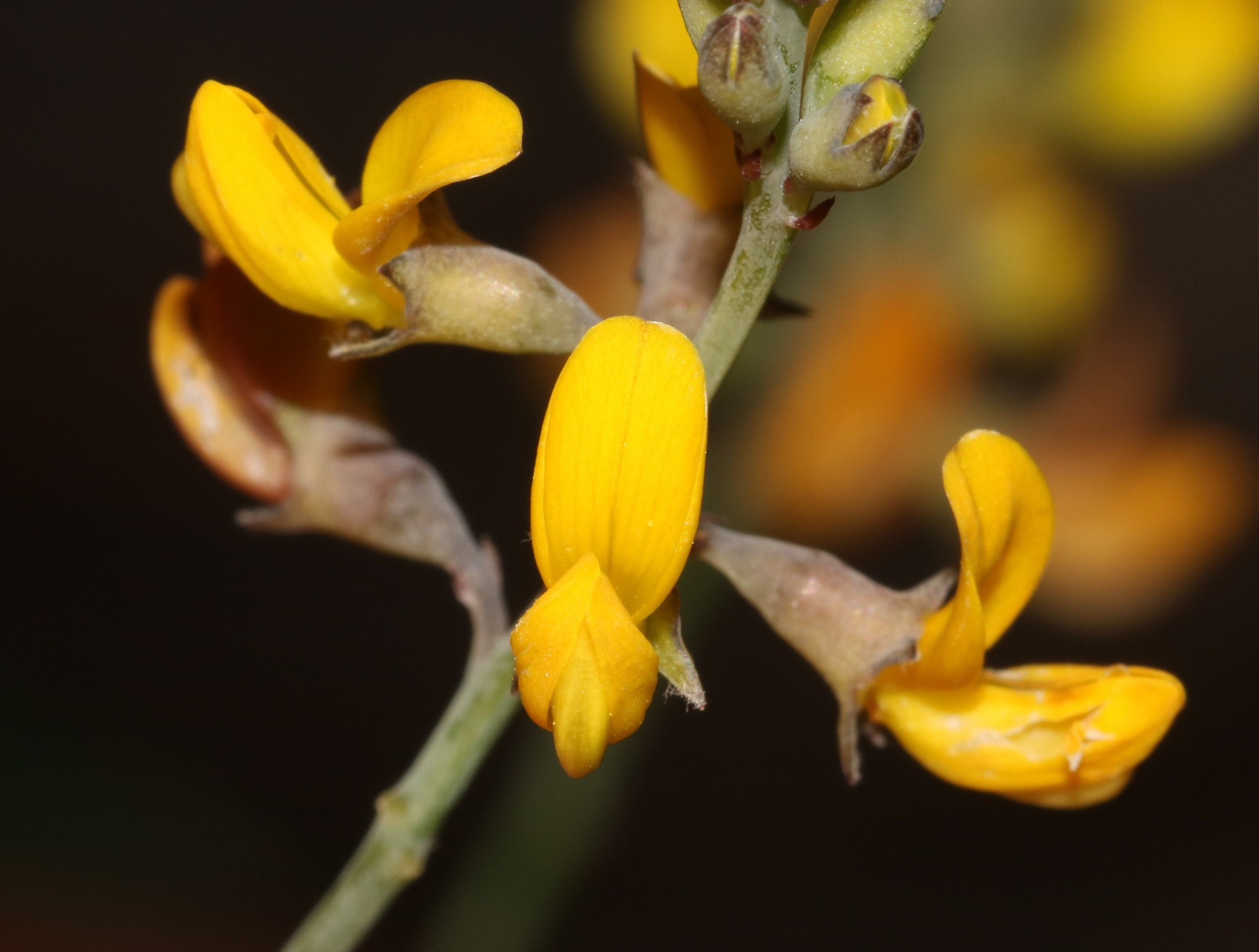 Lebeckia