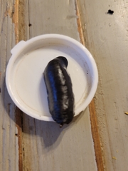 Belocaulus angustipes