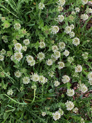 Lepidium heterophyllum