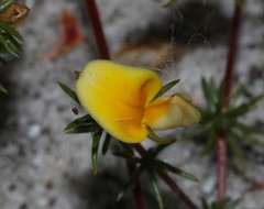 Aspalathus retroflexa retroflexa