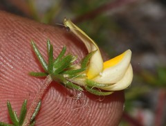 Aspalathus retroflexa retroflexa