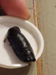 Belocaulus angustipes