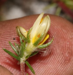 Aspalathus retroflexa retroflexa