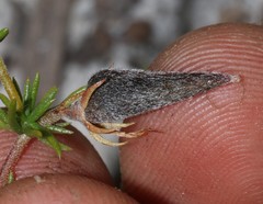 Aspalathus retroflexa retroflexa