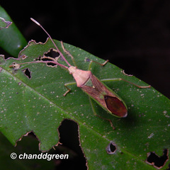 Homoeocerus rubromaculatus