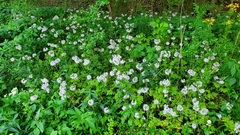 Hydrophyllum brownei