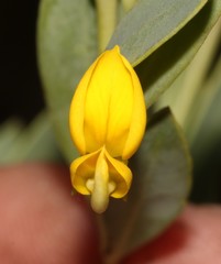 Rafnia capensis capensis