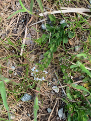 Lepidium heterophyllum
