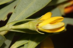 Rafnia capensis capensis