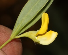 Rafnia capensis capensis