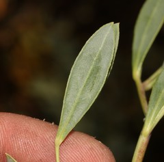 Rafnia capensis capensis