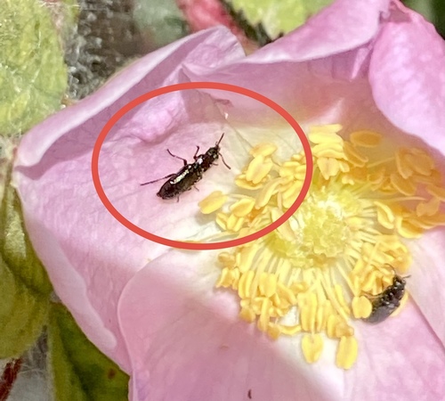 iNaturalist observation photo of Dasytinae