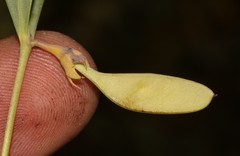 Rafnia capensis capensis